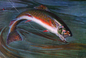 blue ridge rainbow trout