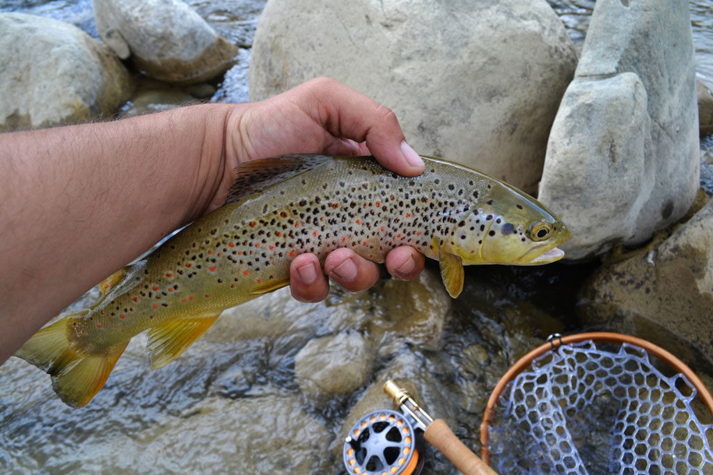 catching trout north georgia