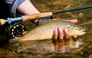 rainbow trout in river